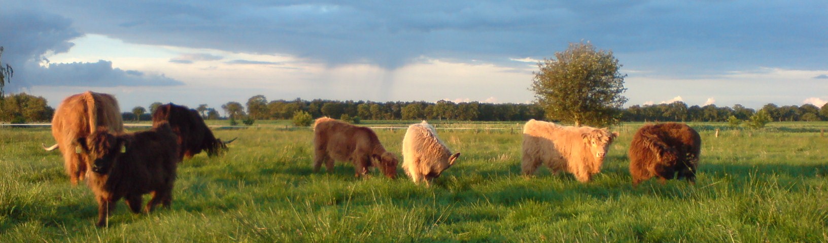 Banner - Hintergrundbild der Herde
